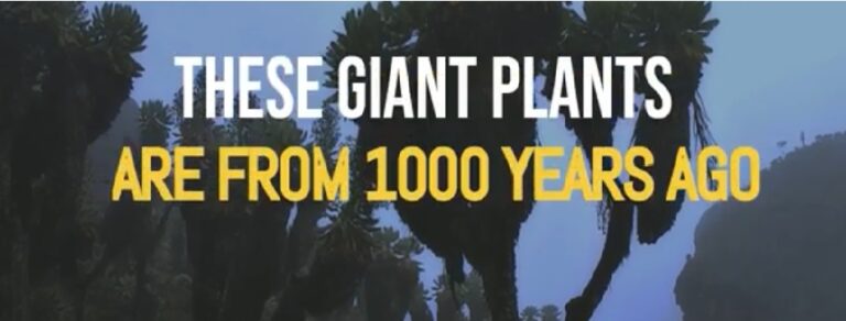 1000 साल पहले केहैं ये विशालकाय पौधे