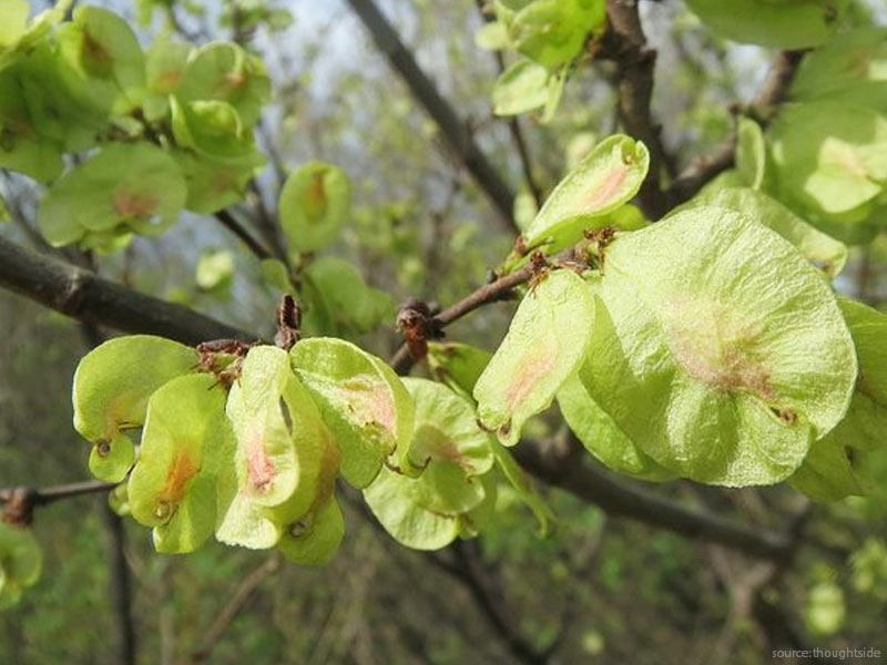 Benefits of Chilbill Tree