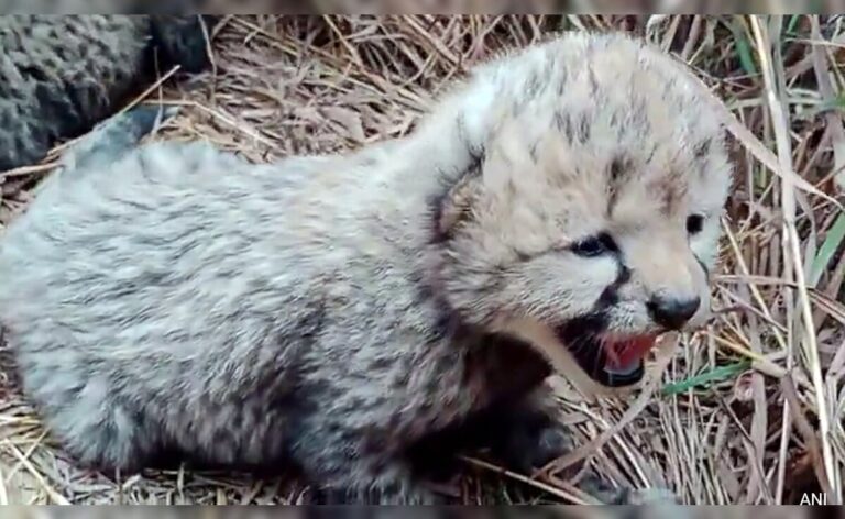 Cheetah Neerva Gives Birth To Cubs At Kuno National Park