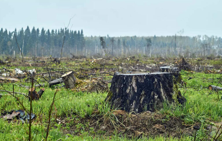 Climate change, health risks escalate amid surge in PoGB deforestation – ET HealthWorld