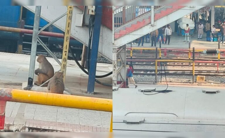 Fight Between Monkeys Halts Trains In Bihar’s Samastipur