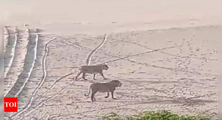Majestic Asiatic lions caught on camera roaming along Gujarat’s coastal stretch | Ahmedabad News – The Times of India