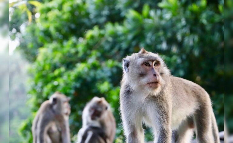 Class 10 Girl Dies After Monkey Pushes Her From Rooftop In Bihar
