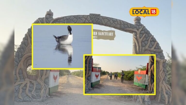 Saurashtra News: સુંદર ખીજડીયા પક્ષી અભયારણ્ય જામનગર