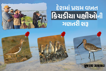દેશમાં પહેલીવાર જામનગરમાં ‘દરિયાકાંઠાના-કિચડીયા પક્ષી’ઓની ગણતરી શરૂ, 300 પ્રજાતિના પક્ષીઓનું છે રહેઠાણ | marine national park marine sanctuary area jamnagar birds counting start