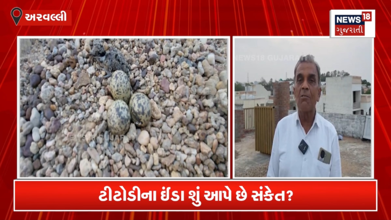 ટીટોડીએ બીજા માળે ઈંડા મૂક્યાં! સારા વરસાદનું સૂચન