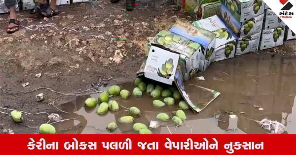 Junagadhમાં કમોસમી વરસાદને લઈ માર્કેટિંગ-યાર્ડમાં કેરીના 17000 બોક્સ પલળી જતા વેપારીઓને નુકસાન