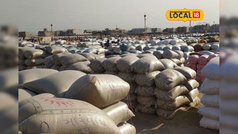 અમરેલી યાર્ડમાં મગફળીના ભાવમાં વધારો – groundnut prices increase in Amreli yard