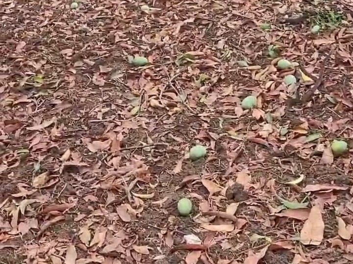 Unseasonal rains damage mango crop | કમોસમી વરસાદથી કેરીના પાકને નુકસાન: વલસાડમાં સર્વે હાથ ધરાયો, 16 હજાર આંબાવાડીઓનું નિરીક્ષણ, 33 ટકાથી ઓછું નુકસાન – Valsad News