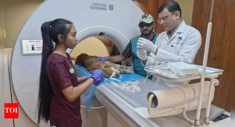 How hi-tech medicare is giving Ahmedabad’s pets a second chance at life | Ahmedabad News – Times of India