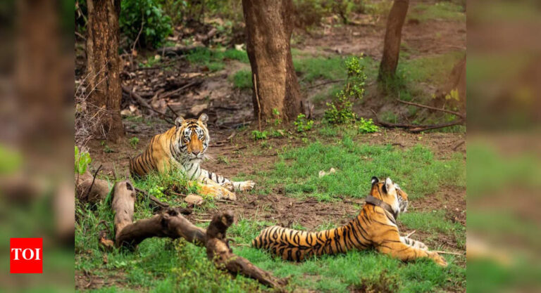 Reign of fearless Arrowhead ends in Ranthambore | India News