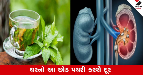 Health: કિડનીમાં પથરીની સમસ્યાથી રાહત મળશે, ઘરના કુંડાના આ છોડની બનાવો Tea