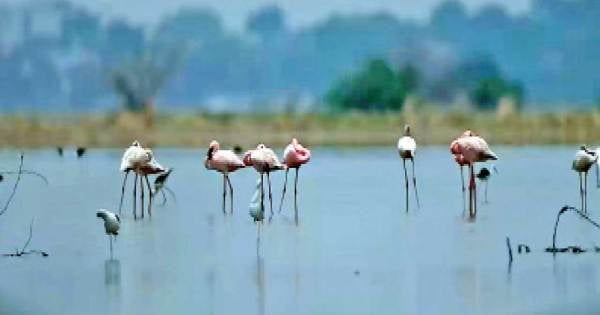 Ankleshwar : કચ્છમાં જોવા મળતાં ફ્લેમિંગો અંકલેશ્વરના મહેમાન બન્યાં