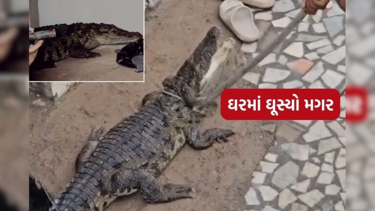 જૂનાગઢ: મકાનમાં મગર ઘૂસી જતાં અફરાતફરી, વન વિભાગે કર્યું રેસ્ક્યૂ
