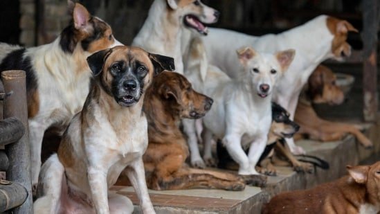 stray_dogs_1784273319255_1784273319556_59fe615c-a8d1-4194-b1bf-a0af82d2ad18.jpg